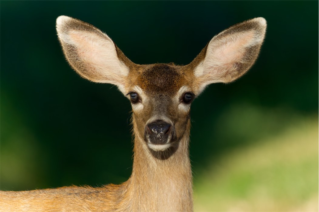 Deer 11 0909